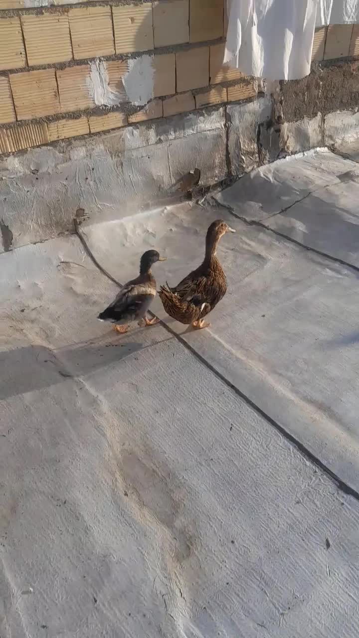 اردک مینیاتوری کله سبز|حیوانات مزرعه|محمدشهر, محمدشهر|دیوار