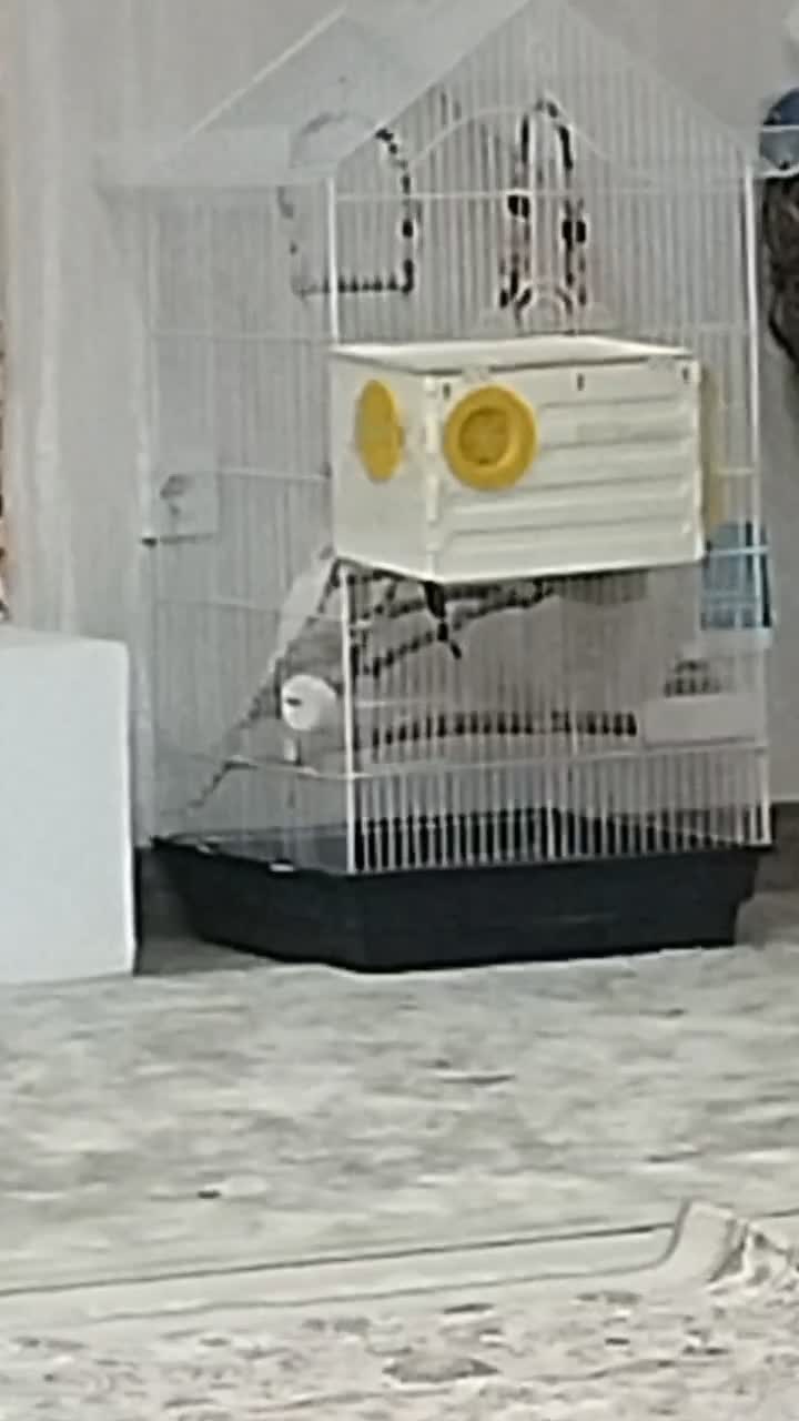 عروس هلندی|پرنده|همدان, |دیوار