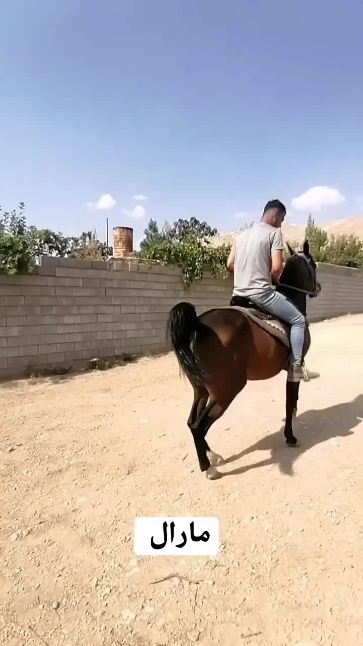 اسب مادیون سواری دار معاوضه با گوسفند بره کهره|اسب و تجهیزات اسب‌سواری|شیراز, دانشکده دامپزشکی شیراز|دیوار
