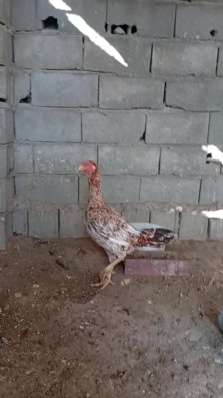 مرغ و خروس و جوجه لاری اصل|حیوانات مزرعه|سمنان, |دیوار