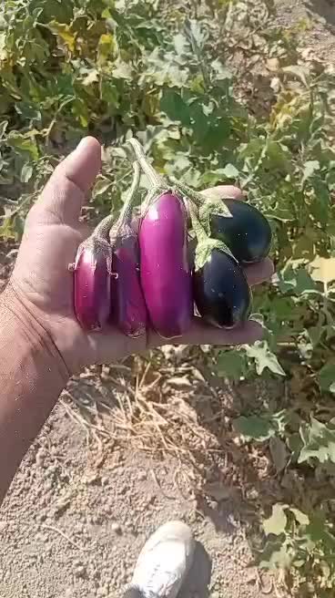 مگدوس مخلل و ترشی|خوردنی و آشامیدنی|قم, سراجه (۱۵ خرداد)|دیوار