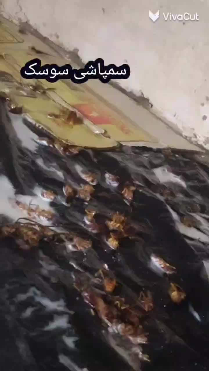 سمپاشی ساس موش موریانه سوسک کنه کک تمامی حشرات|خدمات نظافت|مشهد, عنصری|دیوار