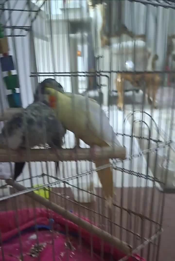 عروس هلندی|پرنده|اسلام‌شهر, شهرک سالور|دیوار