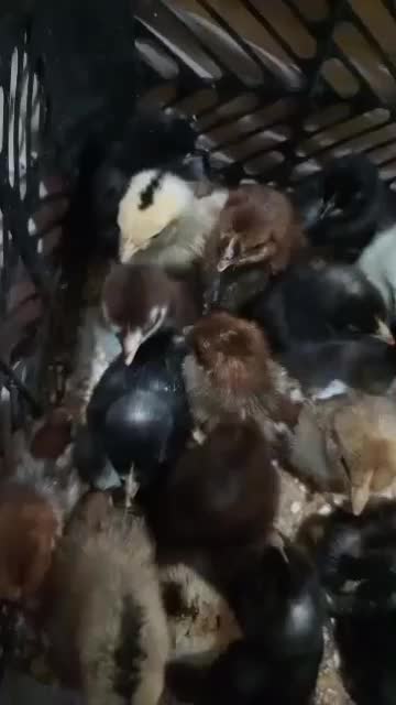 حمیدیه جوجه عرب|حیوانات مزرعه|حمیدیه, |دیوار