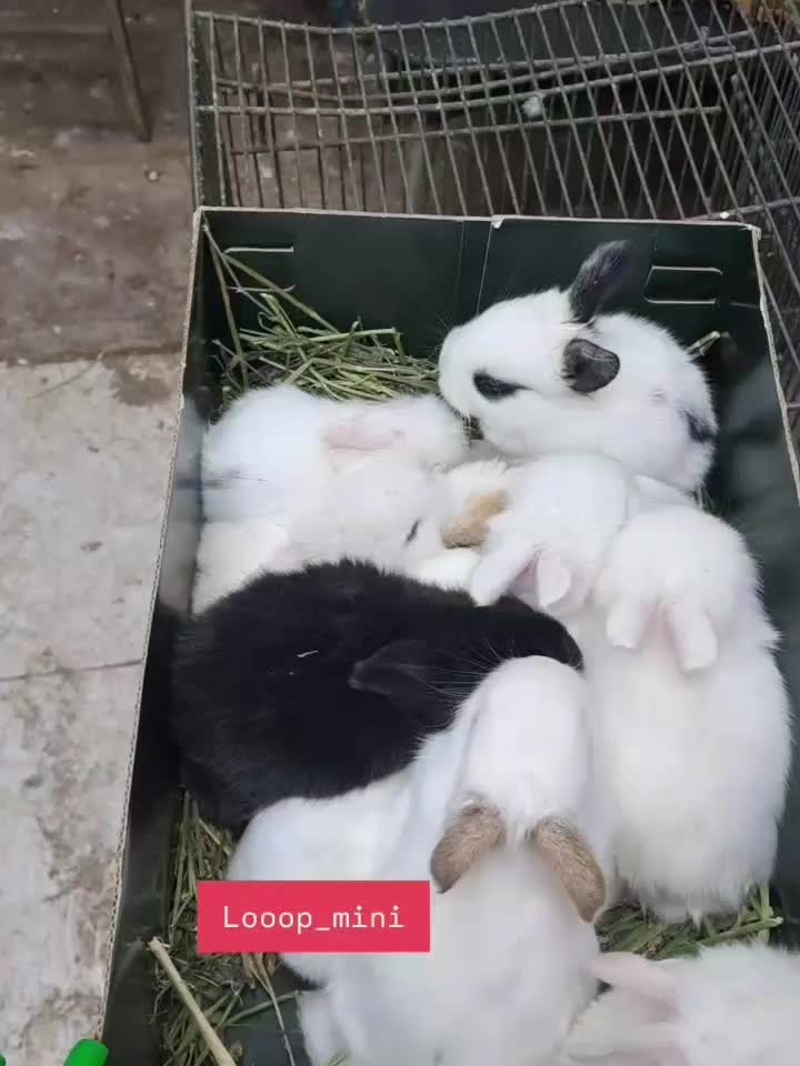 کوتولهاجرسی|موش و خرگوش|بروجرد, |دیوار