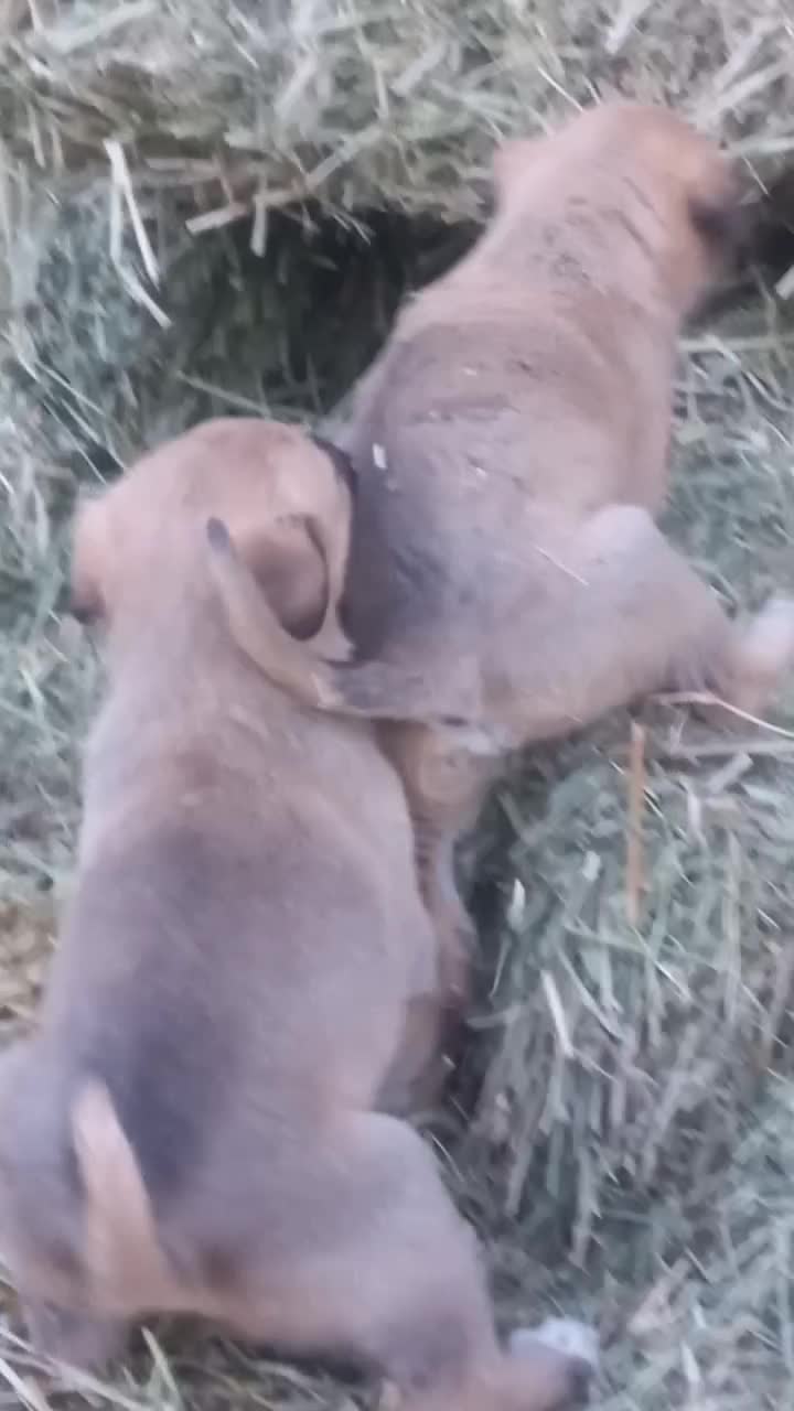 سگ سراب|حیوانات|سراب, |دیوار