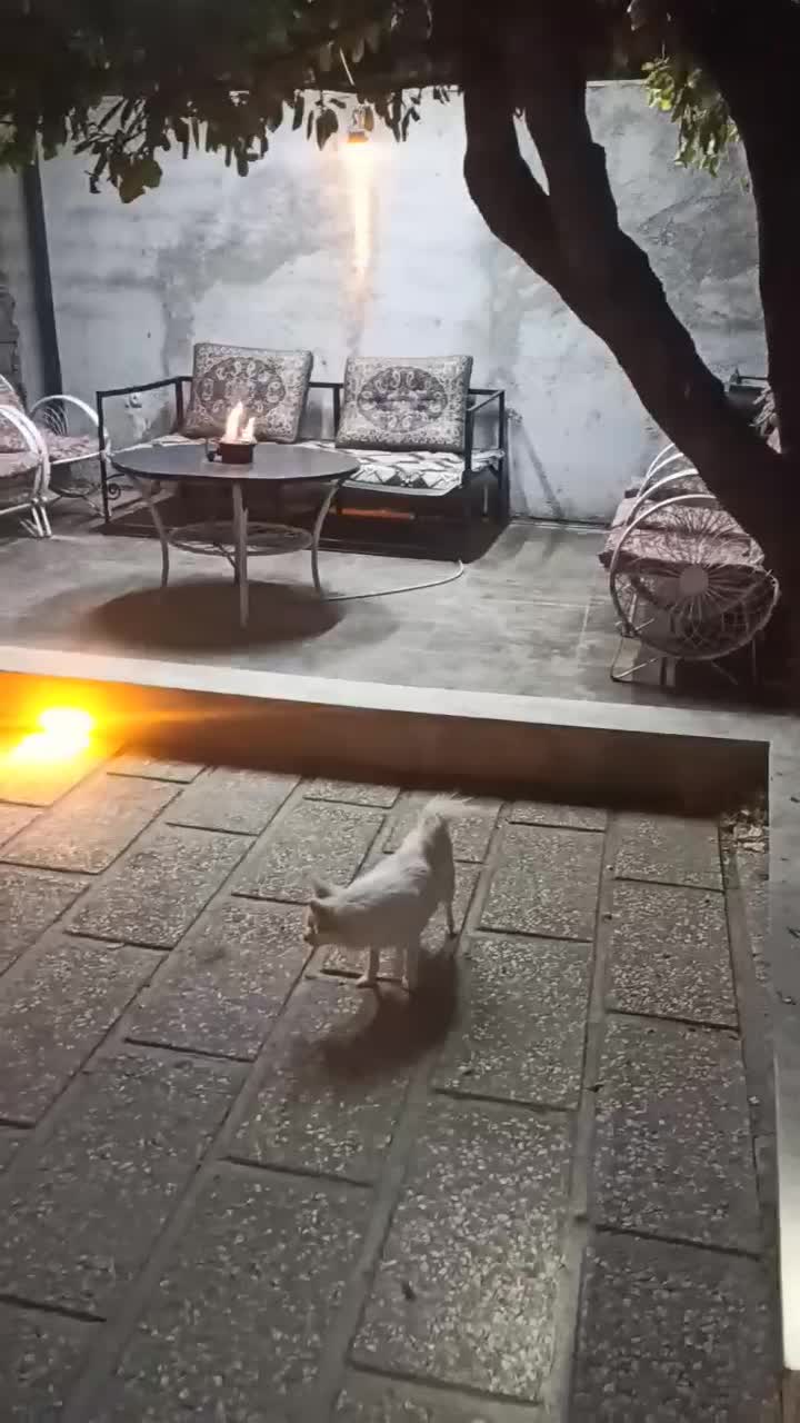 فروش هایلوکس دوکابین 2001 استثنایی|خودرو سواری و وانت|بوکان, |دیوار