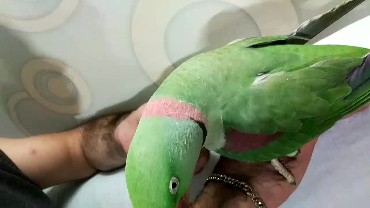 شاه طوطی نر|پرنده|تهران, مسگرآباد|دیوار