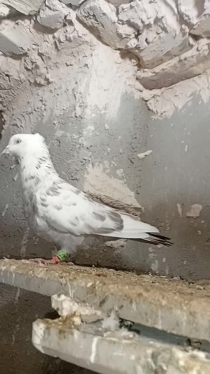 فروشی|پرنده|سلامی, |دیوار