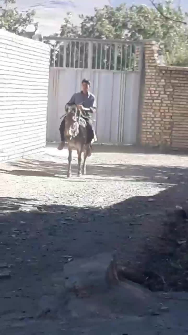 الاغ نر ۶ ساله|حیوانات مزرعه|شیراز, کیان آباد|دیوار