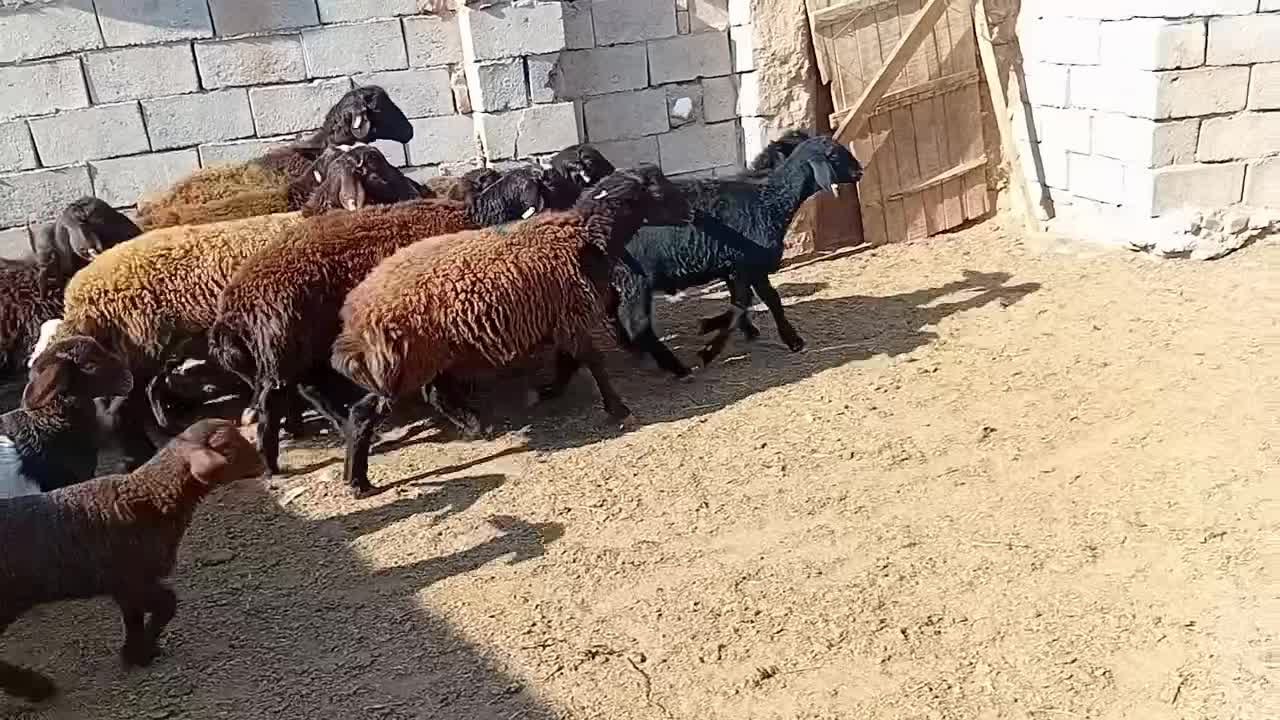 11بره نر|حیوانات مزرعه|تربت جام, جلگه موسی آباد|دیوار