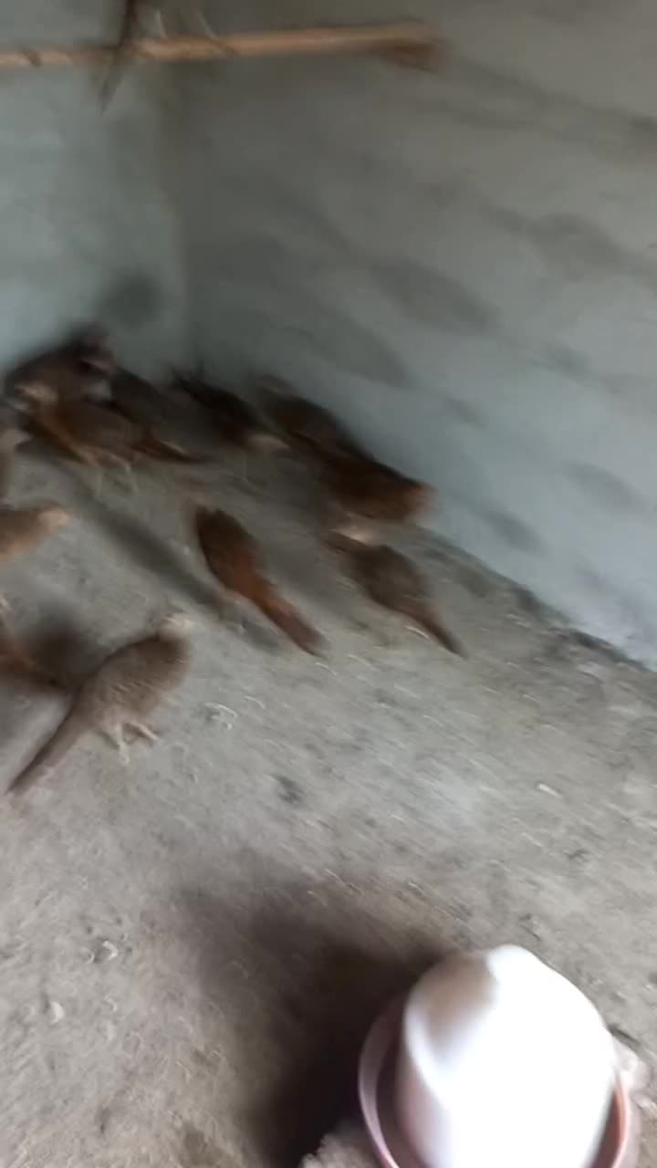 مرع.خروس.زینتی.جفتی.۳ملیون|حیوانات مزرعه|رشت, حومه رشت|دیوار