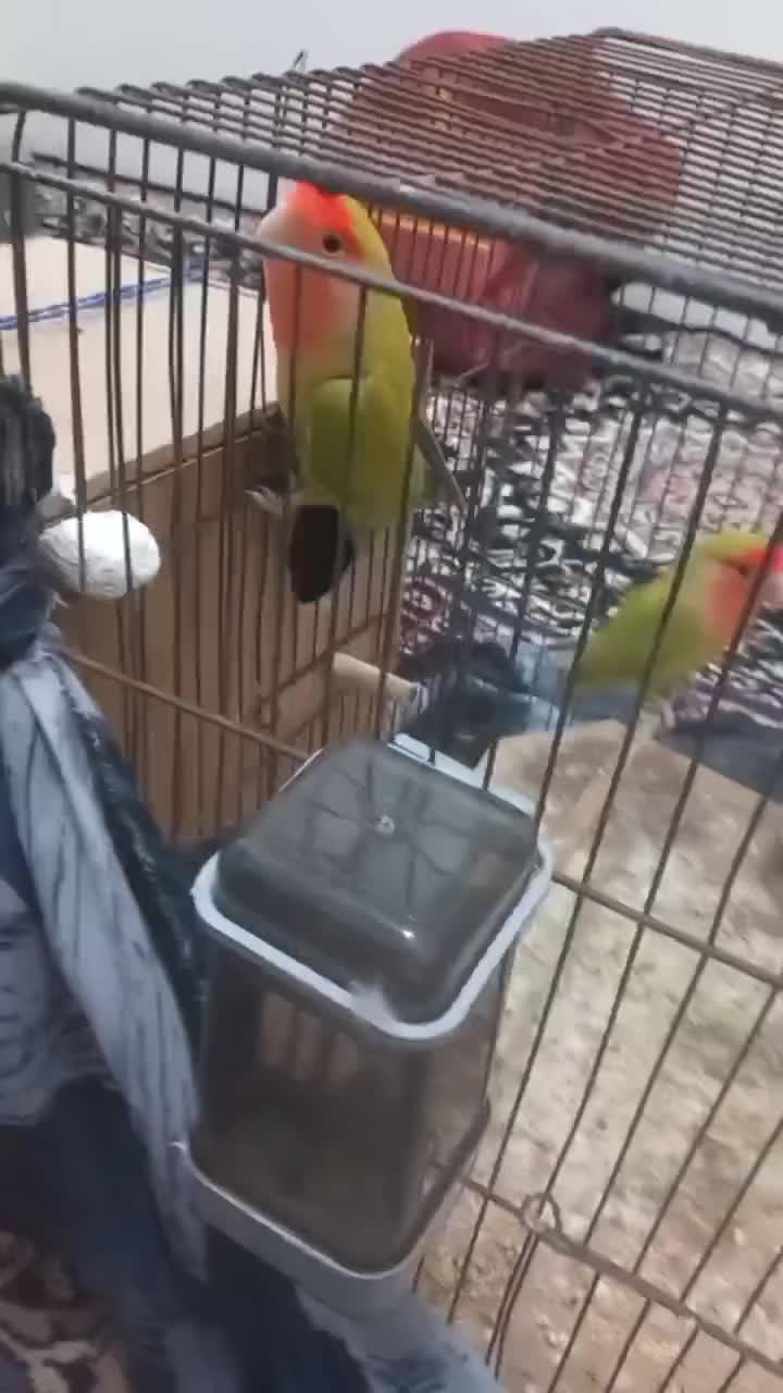 کوتوله|پرنده|طبس, |دیوار