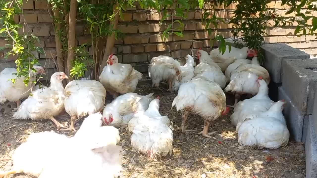 مرغ گوشتی|خوردنی و آشامیدنی|دلند, |دیوار