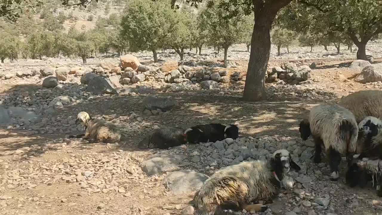 کوه نر بختیاری|حیوانات مزرعه|اندیکا, |دیوار