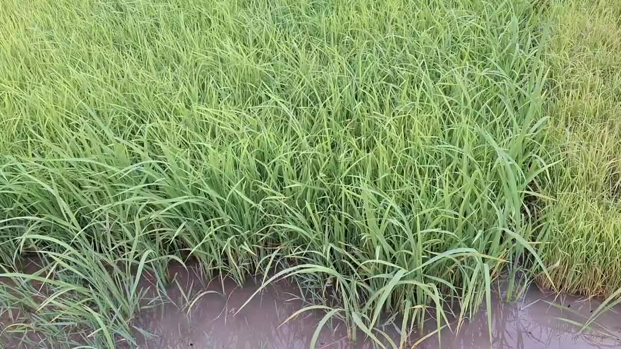 شالی( توم)  دستی به طول 17 متر|گل و گیاه طبیعی|لشت نشا, |دیوار