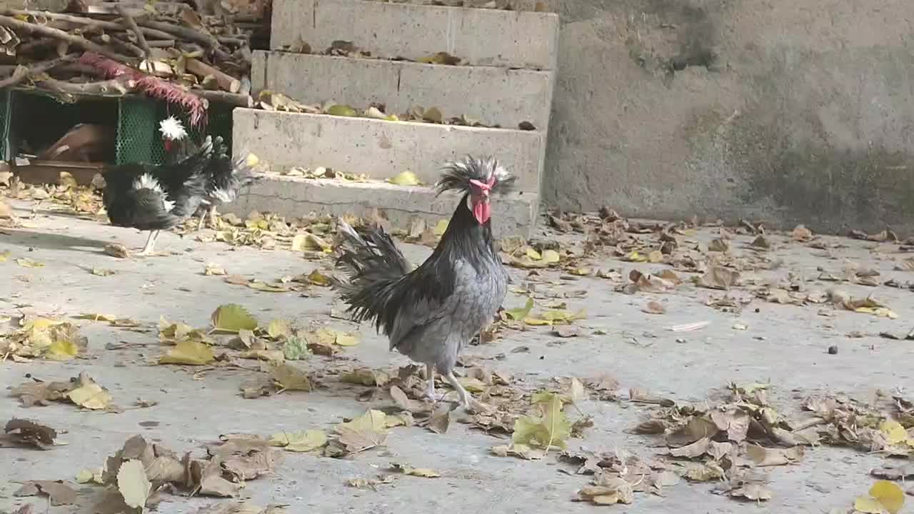 خروس لهستانی اصیل و سالم|حیوانات مزرعه|سنندج, |دیوار