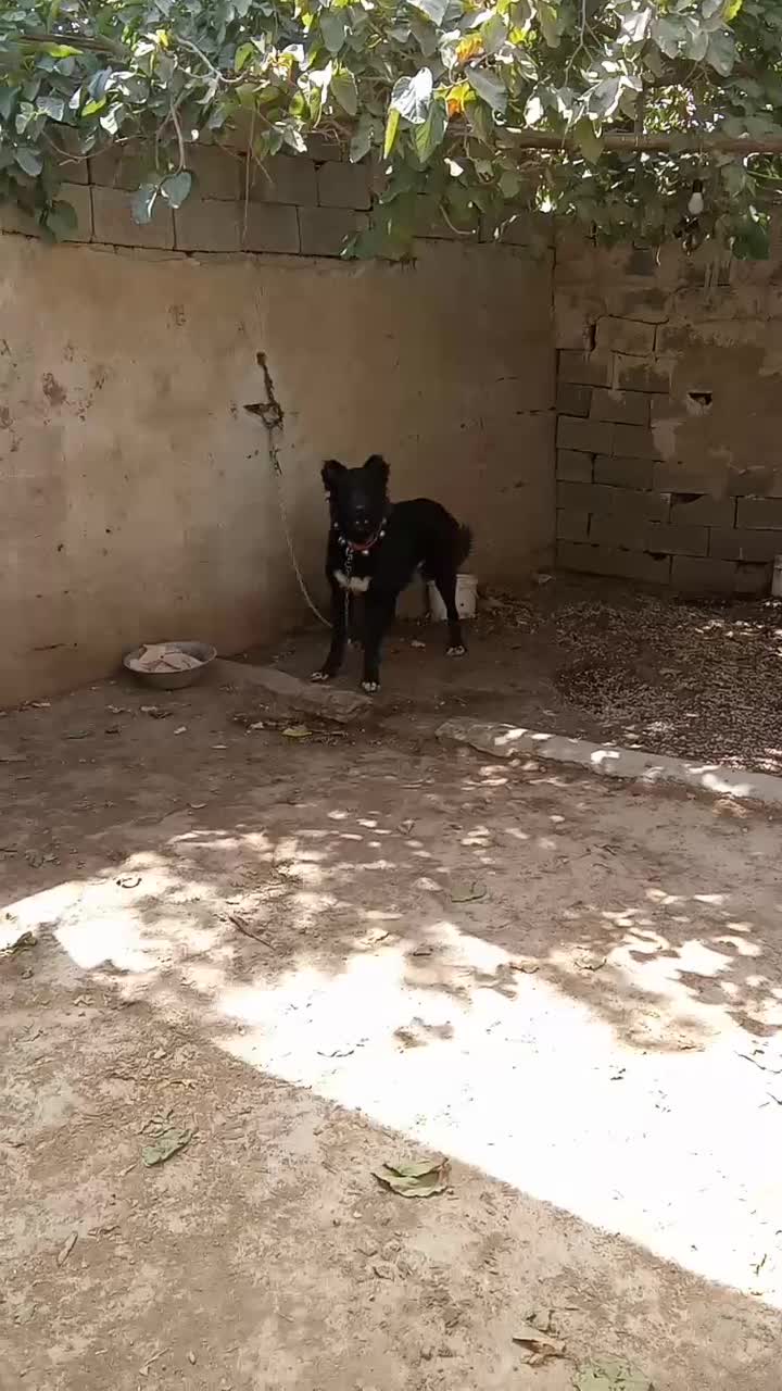 سگ نر درشت|سگ|خمینی‌شهر, |دیوار