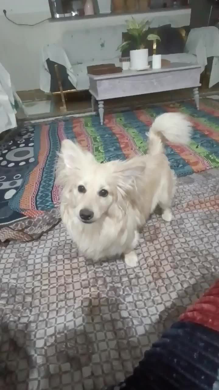 پامر اشپیتز|سگ|گرگان, |دیوار