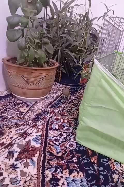 قناری|پرنده|جوانرود, |دیوار