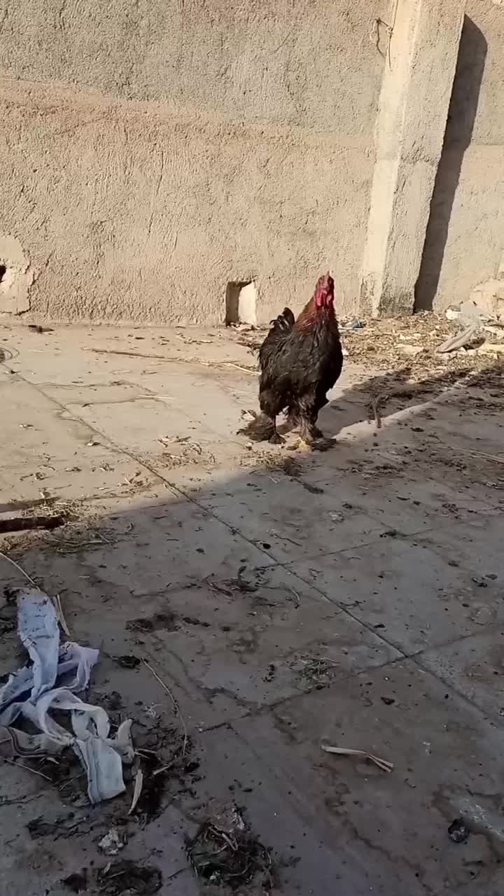 کوشین|پرنده|مشهد, نیزه|دیوار