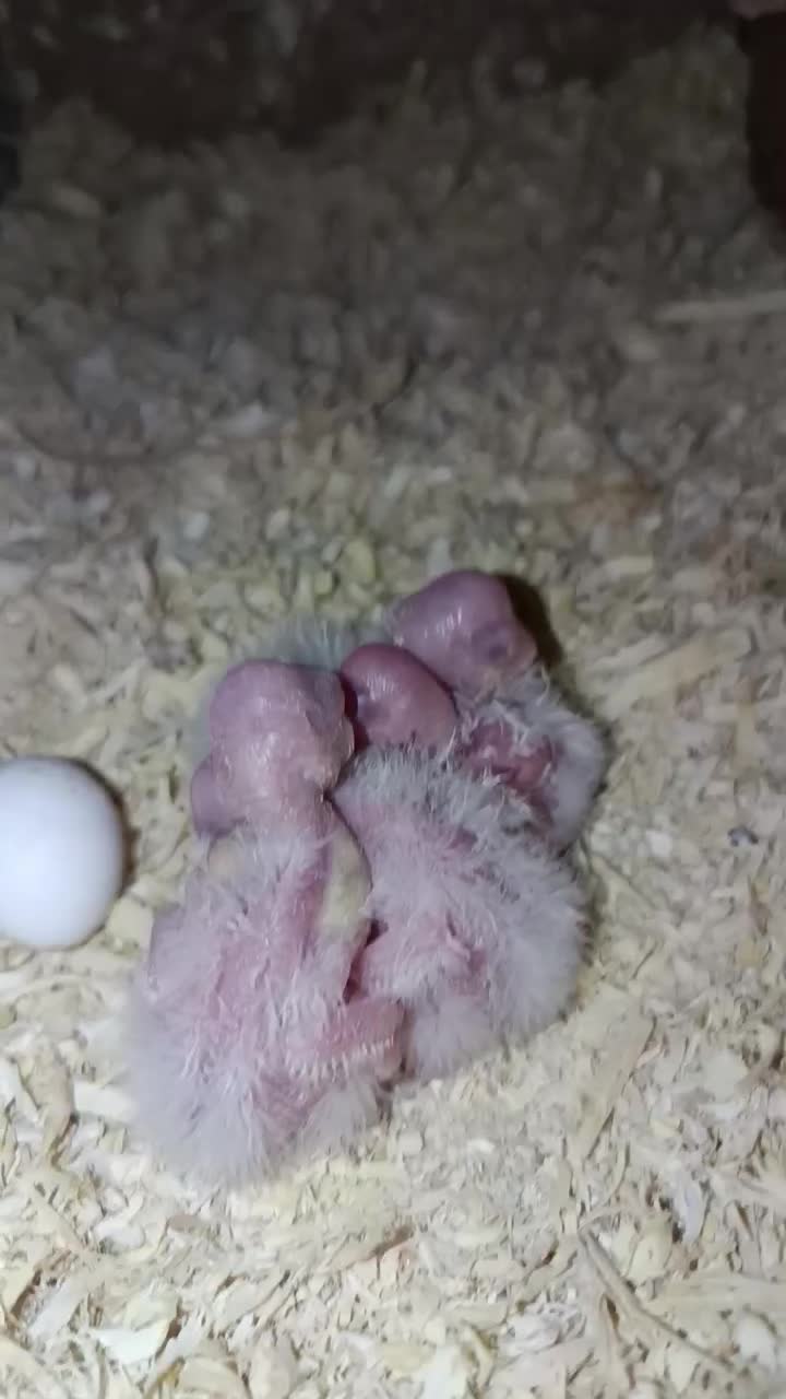 عروس هلندی آلبینو اصل|پرنده|پیشوا, |دیوار