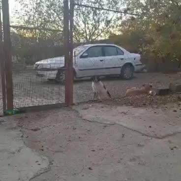 واگزاری توله های قدرجونی|سگ|قم, الغدیر|دیوار