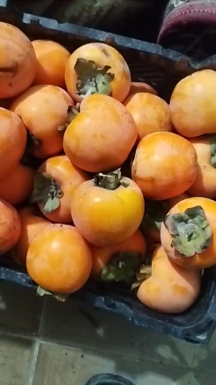 خرمالو سیبی|خوردنی و آشامیدنی|نوشین شهر, |دیوار