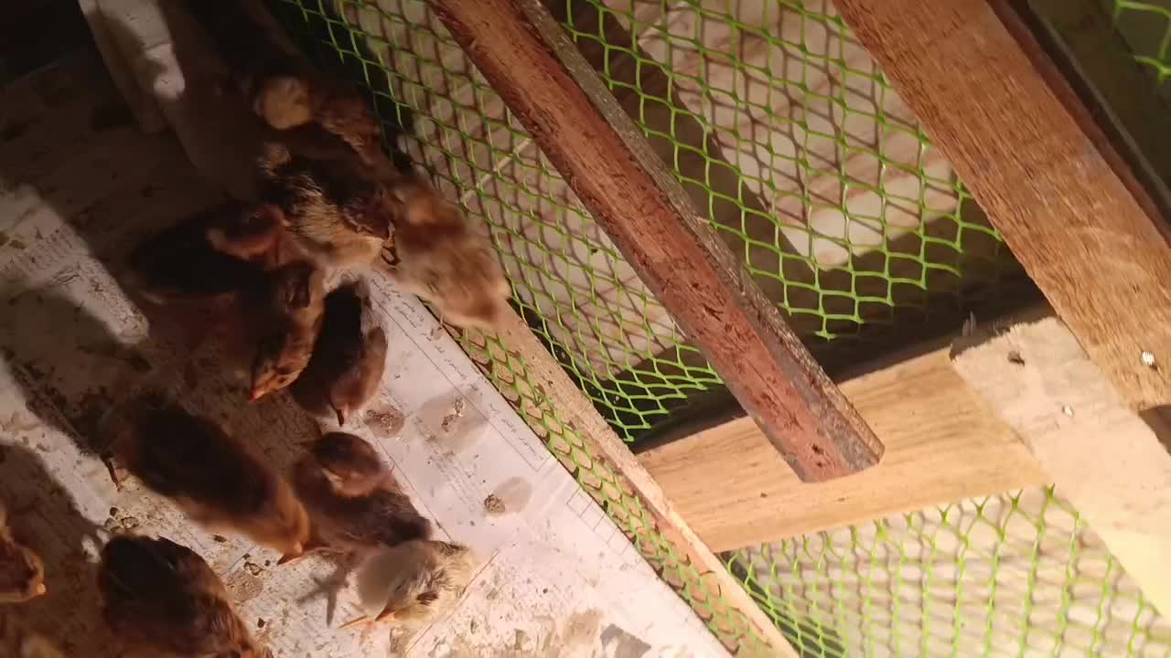 فروش تعداد محدود جوجه گلپایگان|حیوانات مزرعه|رشت, نظری|دیوار