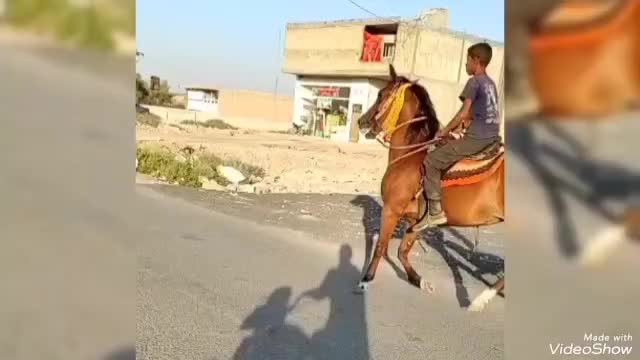 مادیان بیداغ|اسب و تجهیزات اسب‌سواری|دشت آزادگان, |دیوار