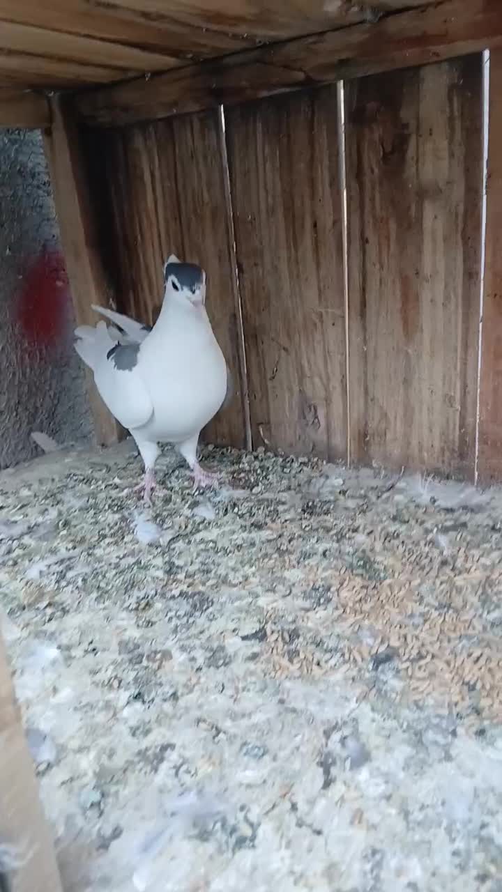 کبوتر پلاس کاکلی ماده|پرنده|قم, باغ کرباسی|دیوار