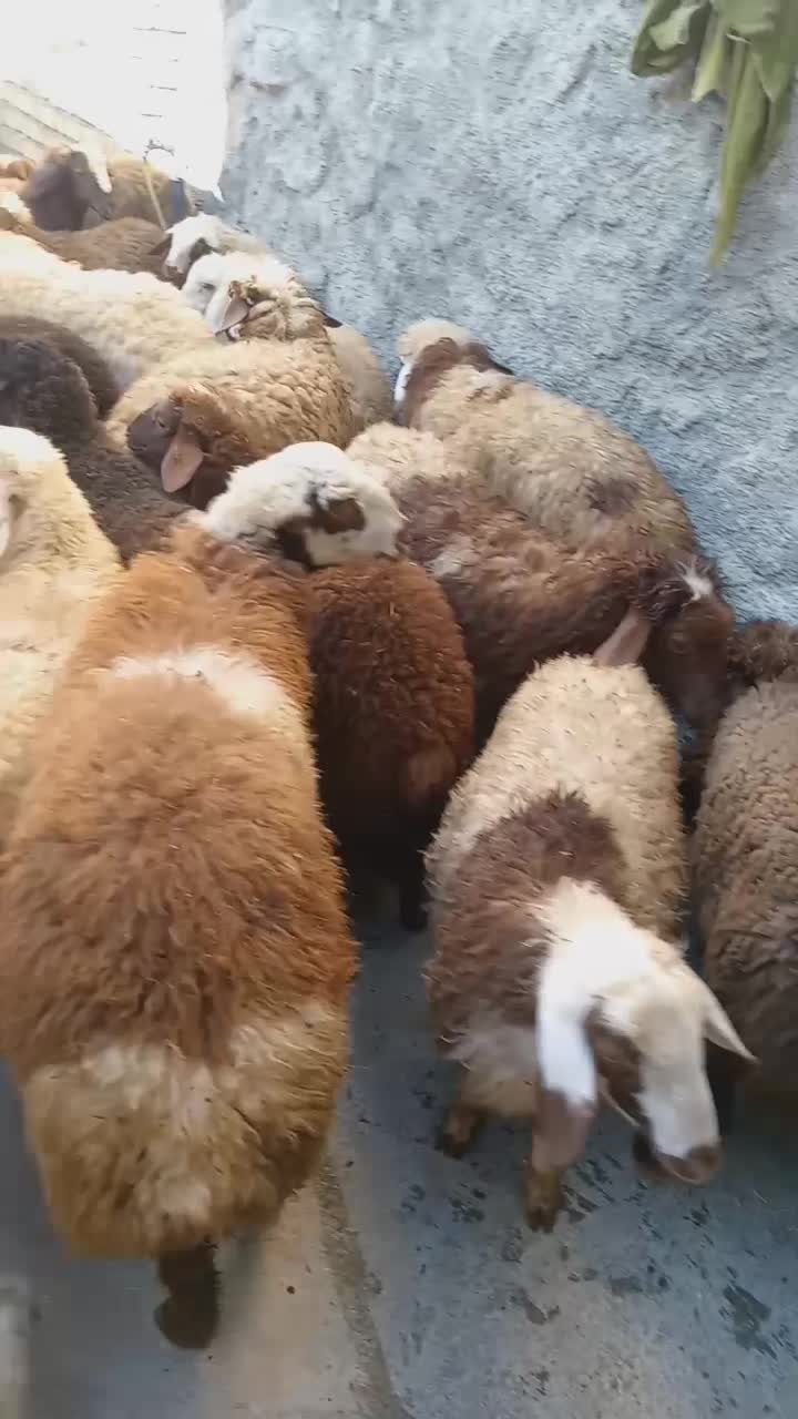 کاور نر وماده داشتی|حیوانات مزرعه|کلیائی, |دیوار