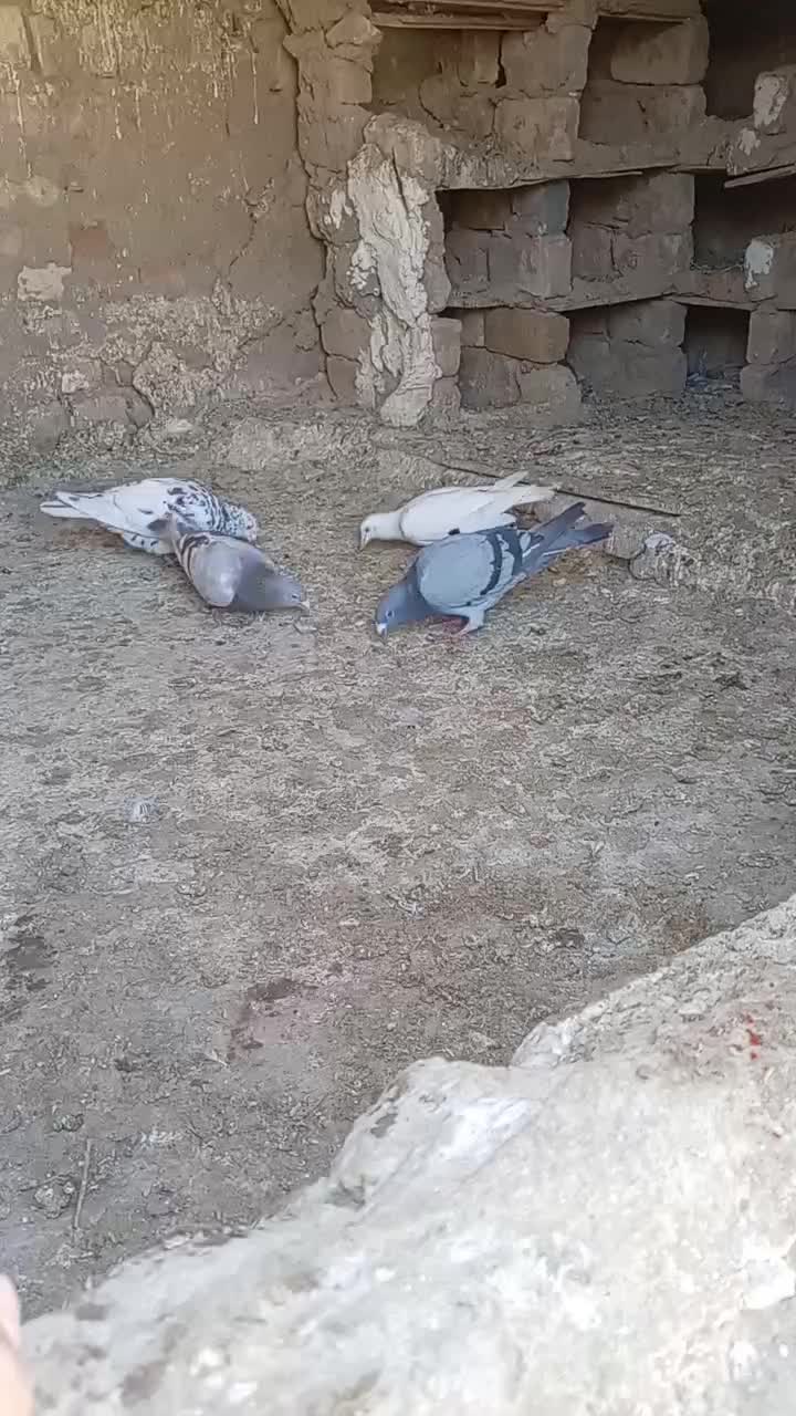 کبوتر|پرنده|ملایر, |دیوار