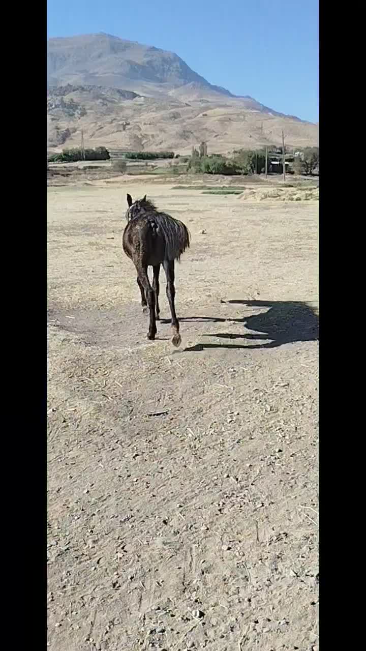 کر اسب|اسب و تجهیزات اسبسواری|شیروان (لرستان), |دیوار