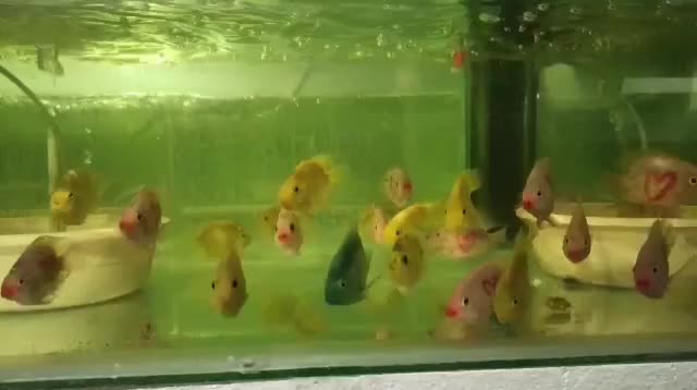 فروش کلیه وسایل و تجهیزات و ماهی آکواریوم|ماهی|اسلامآباد غرب, |دیوار