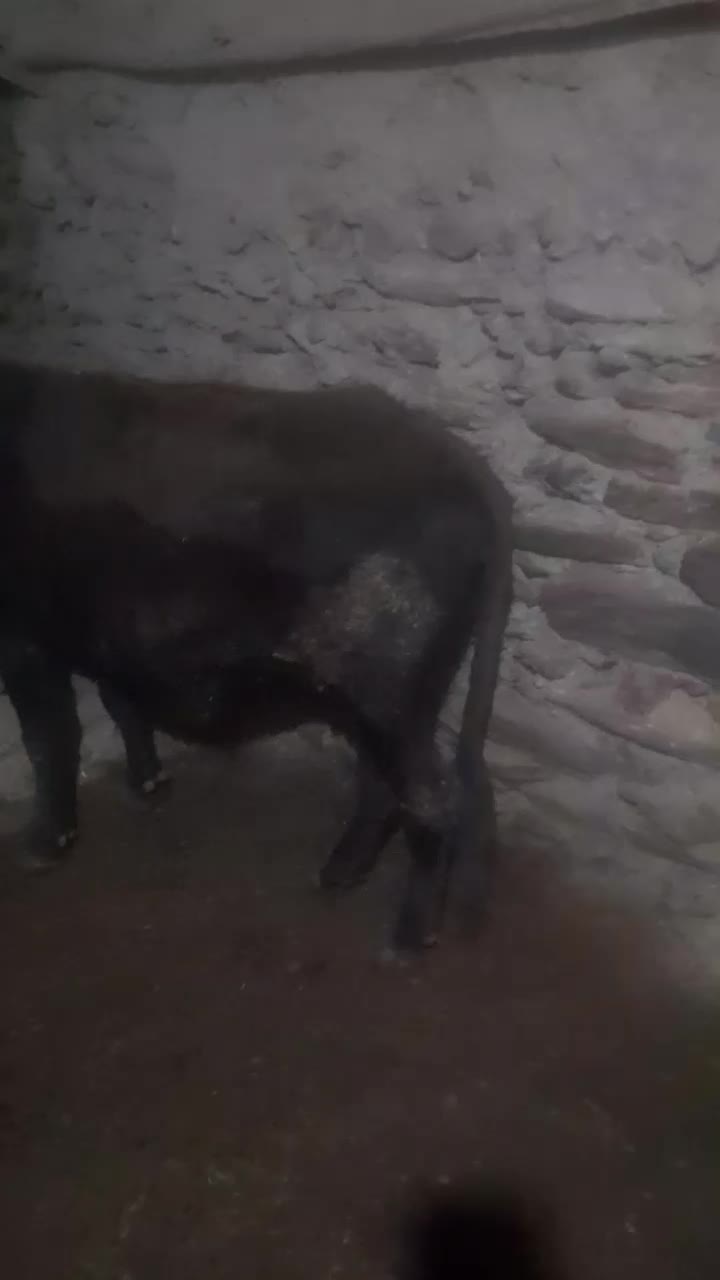 گاومحلی|حیوانات مزرعه|کلاترزان, |دیوار