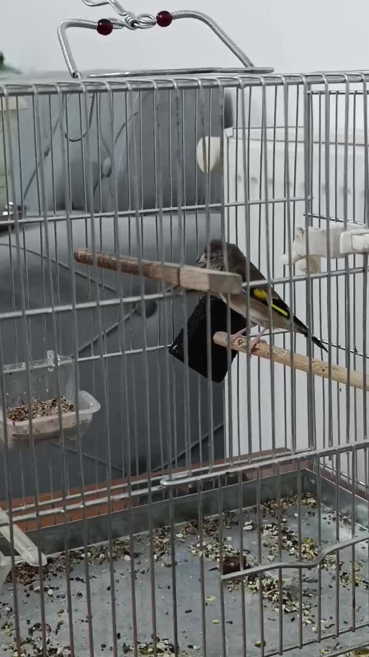 جوجه سهره دو رگ|پرنده|مهریز, |دیوار