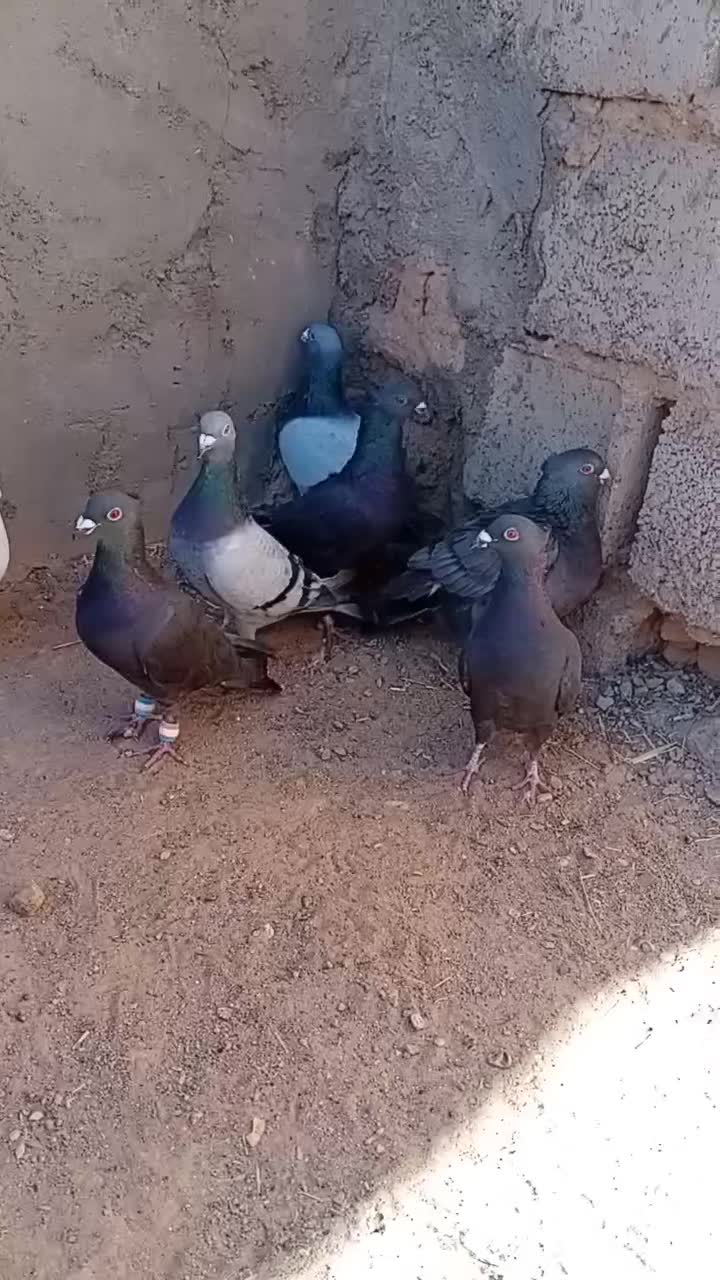 کبوتر|پرنده|سده (خراسان جنوبی), |دیوار