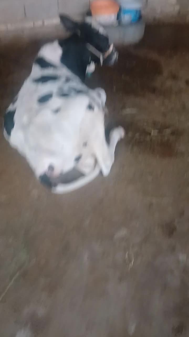 گوساله نر|حیوانات مزرعه|اهواز, کیانشهر|دیوار