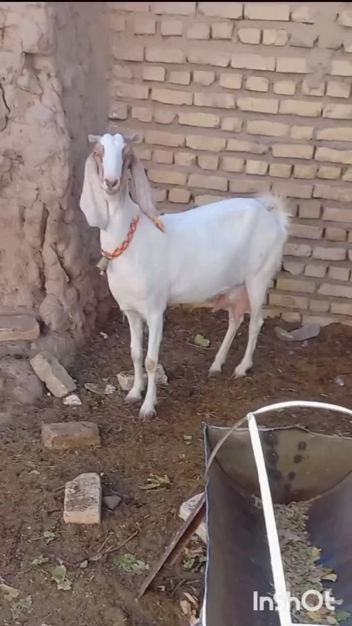 بز پاکستانی شکم دوم با بزغاله ماده گلابی|حیوانات مزرعه|کاشمر, |دیوار