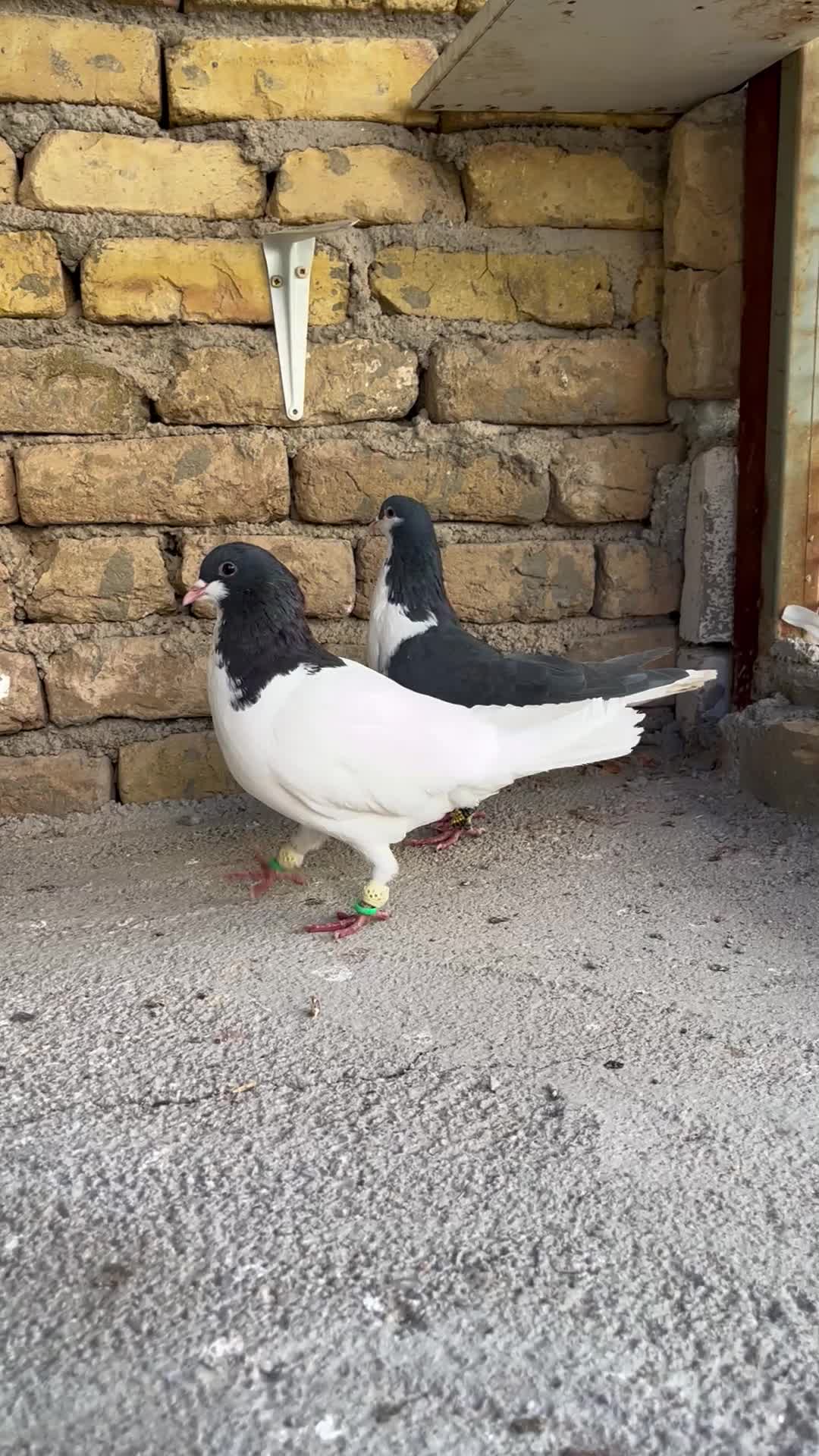 کبوتر خوشرنگ|پرنده|بوئین زهرا, |دیوار