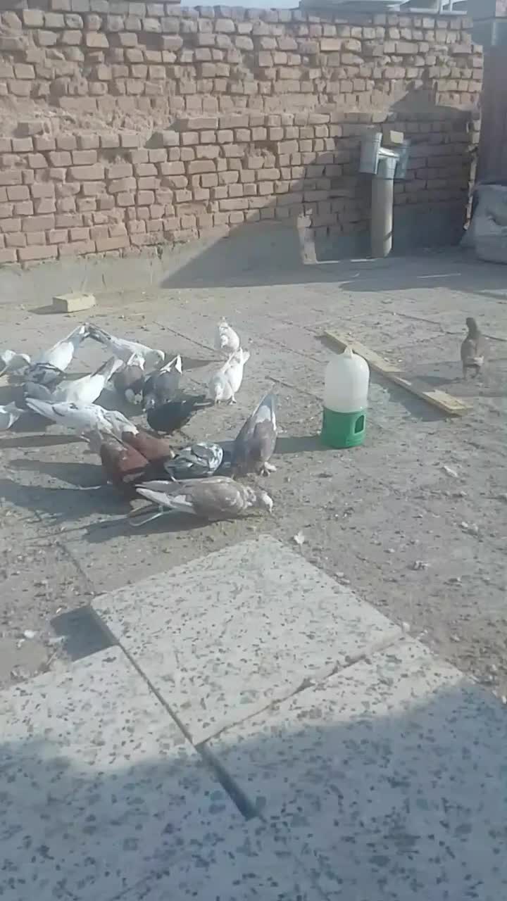 کفتر پرشی|پرنده|یزد, |دیوار
