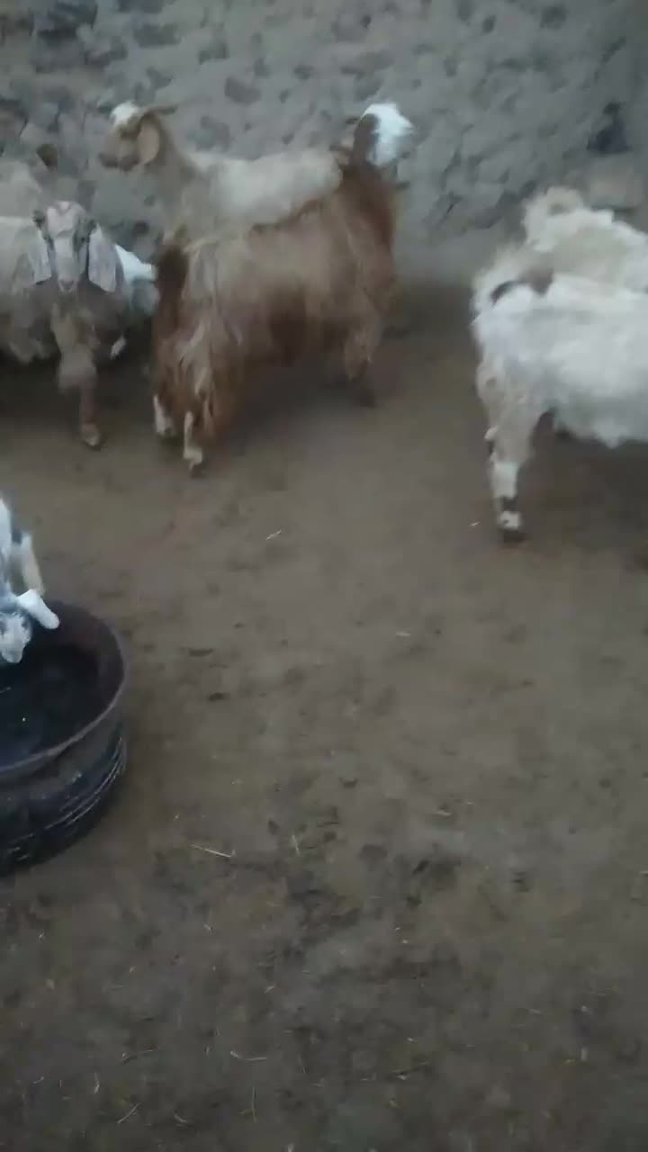 ۷راس بزجوان|حیوانات مزرعه|قروه, |دیوار