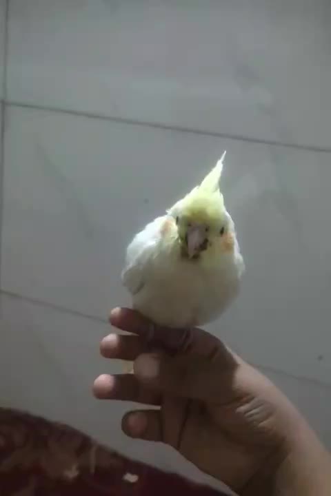 پرنده|پرنده|شیراز, وزیرآباد|دیوار