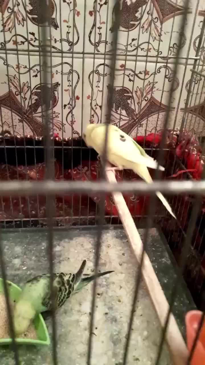 مرغ عشق و کفتر|پرنده|قم, حمام تالار|دیوار