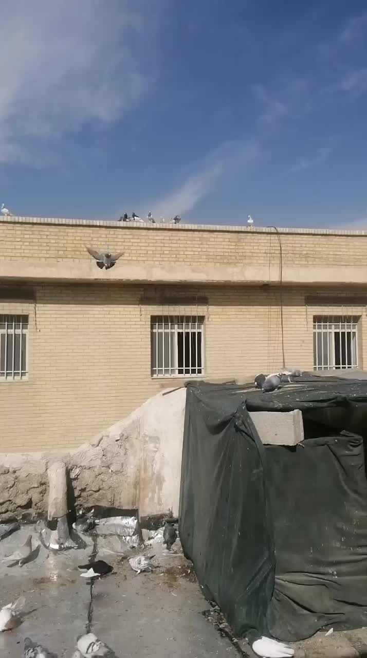 سبز گم کردم امروز ظهر|پرنده|کازرون, |دیوار