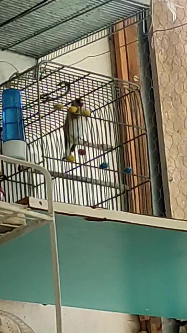 سهره نر جفتی پارسال|پرنده|اندیشه, شهرک مریم|دیوار