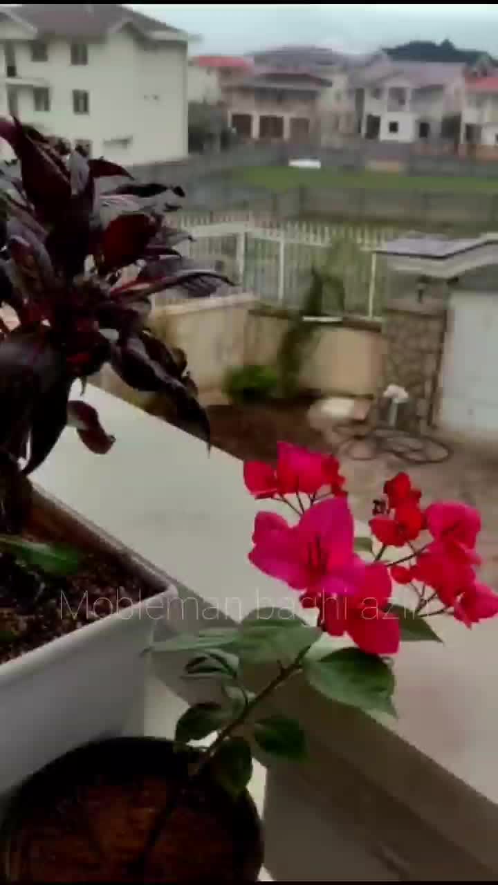 صندلی باغی رستوران بامبو / تاب پرنس|صندلی و نیمکت|تهران, جوانمردان (اندیشه)|دیوار