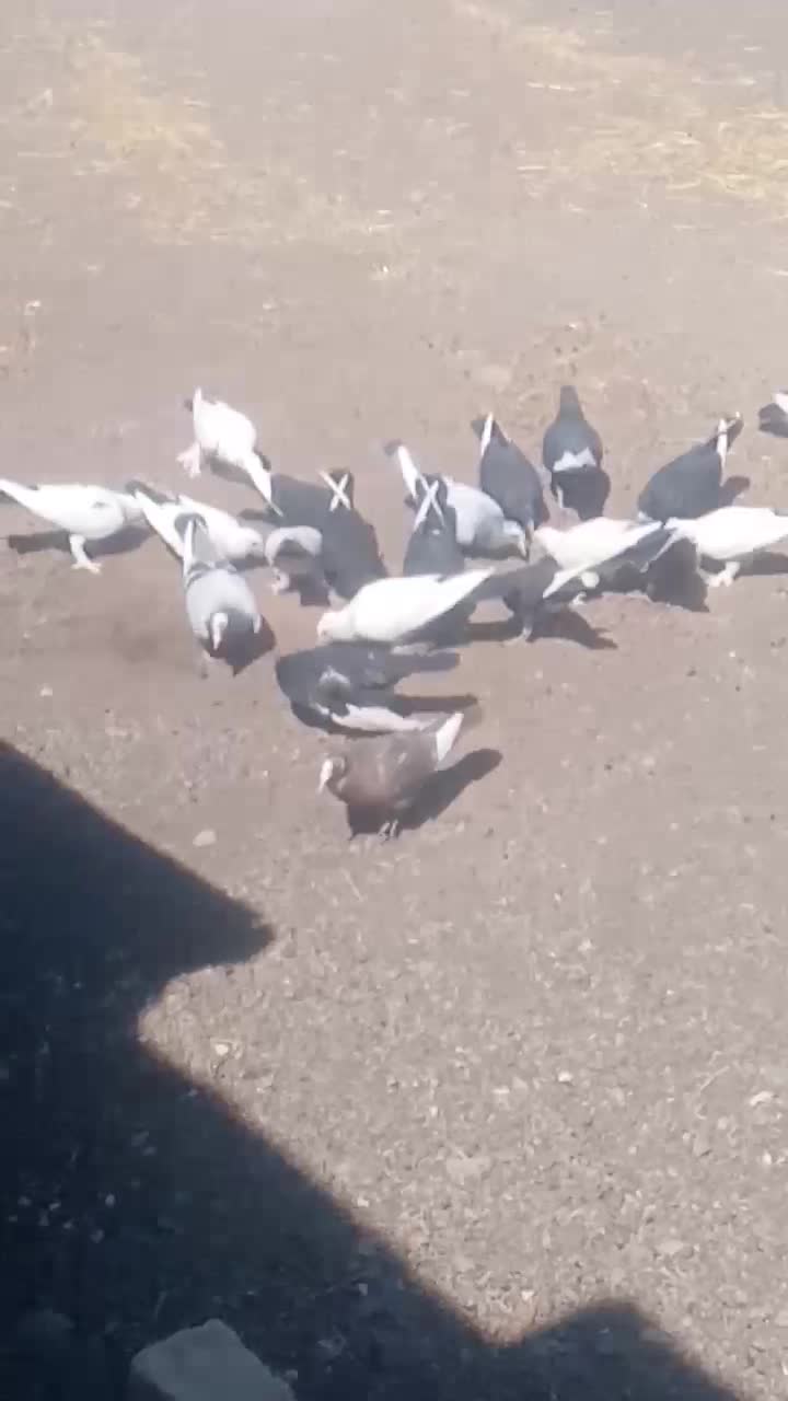 کفتر|پرنده|راین, |دیوار