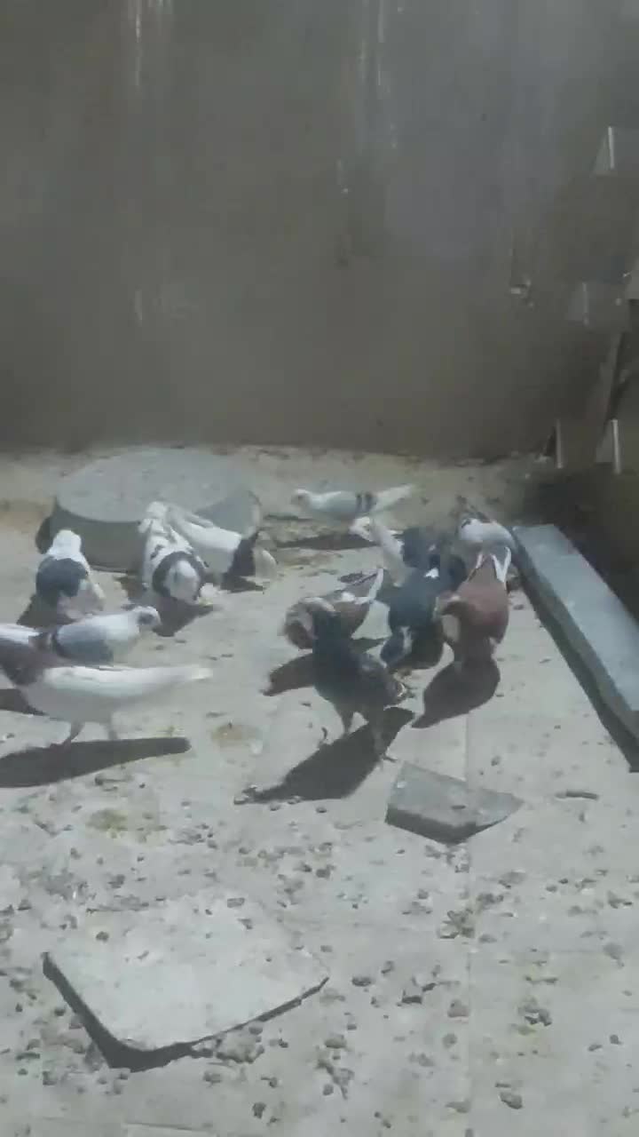 کبوتر|پرنده|شیراز, تندگویان|دیوار